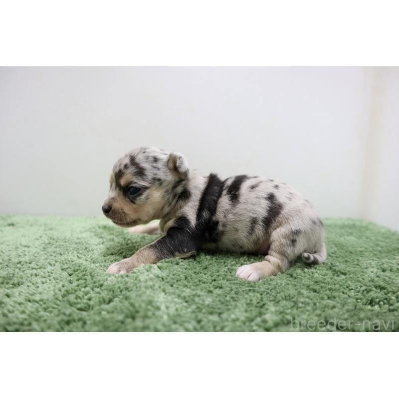 販売中の群馬県のチワワ(スムースコート)-452148の3枚目