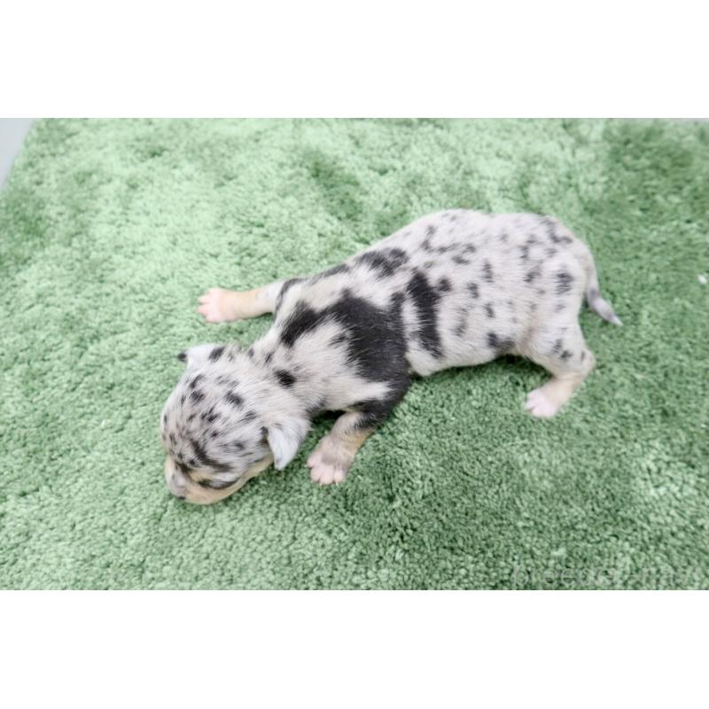 販売中の群馬県のチワワ(スムースコート)-452148の2枚目