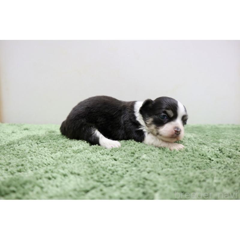 販売中の群馬県のチワワ(ロングコート)-452149の5枚目