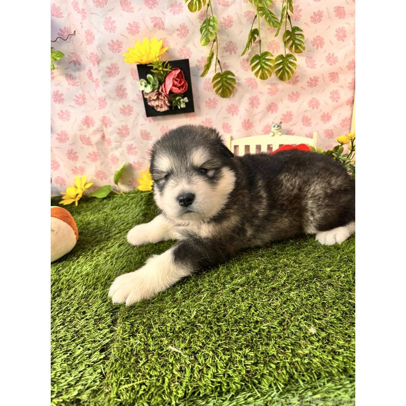 販売中の静岡県のアラスカンマラミュート-452156の8枚目