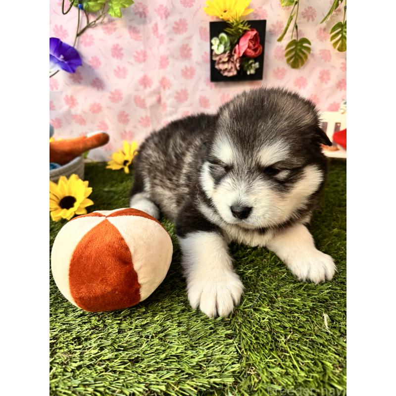 販売中の静岡県のアラスカンマラミュート-452156の7枚目