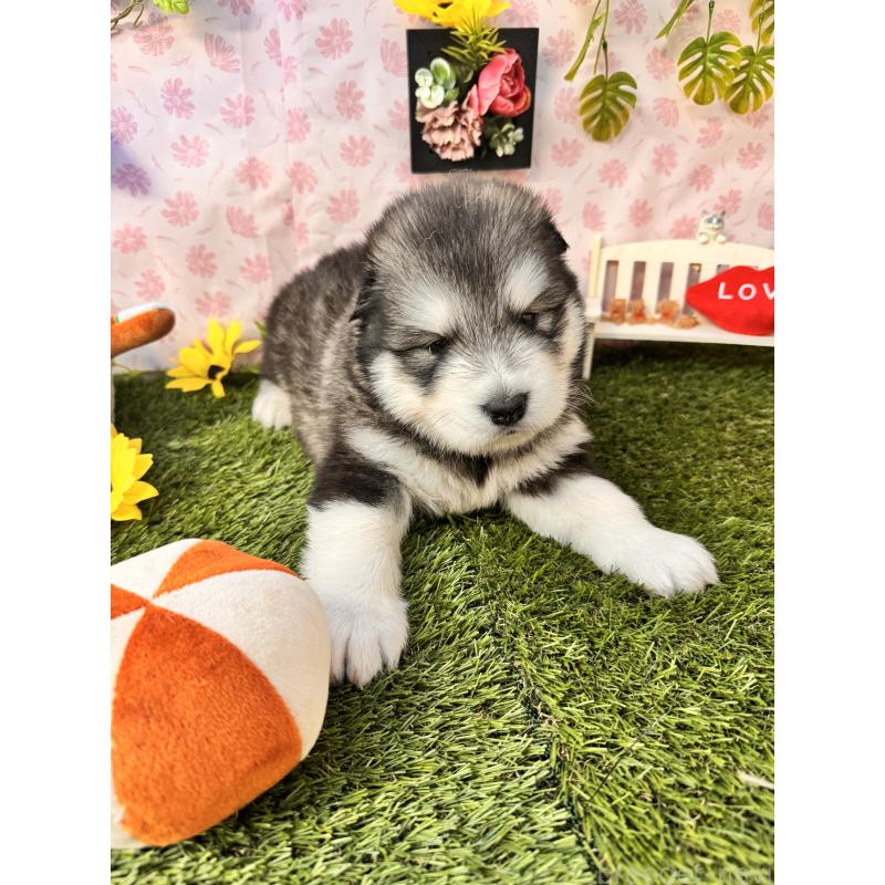 販売中の静岡県のアラスカンマラミュート-452156の6枚目