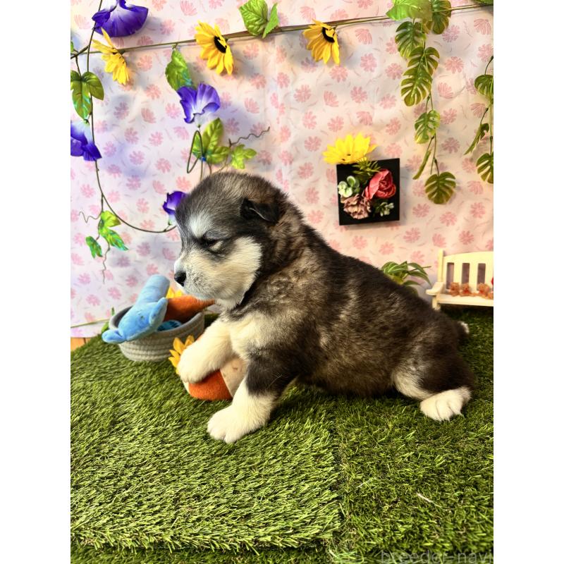 販売中の静岡県のアラスカンマラミュート-452156の5枚目
