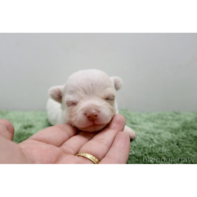 販売中の群馬県のチワワ(スムースコート)-452150の6枚目