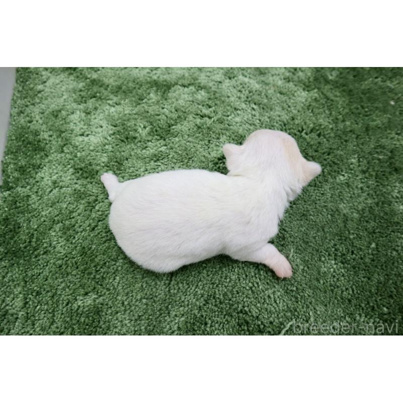 販売中の群馬県のチワワ(スムースコート)-452150の5枚目