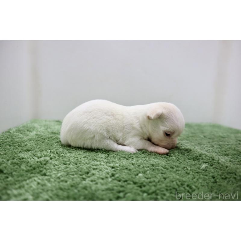 販売中の群馬県のチワワ(スムースコート)-452150の4枚目