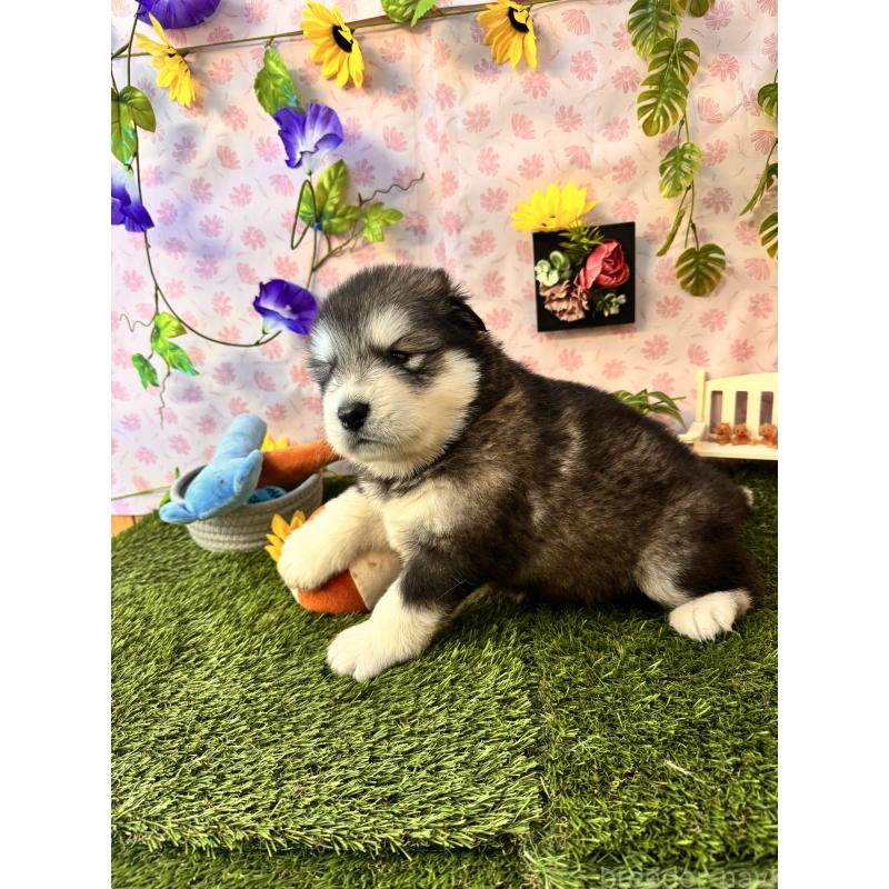 販売中の静岡県のアラスカンマラミュート-452156の4枚目