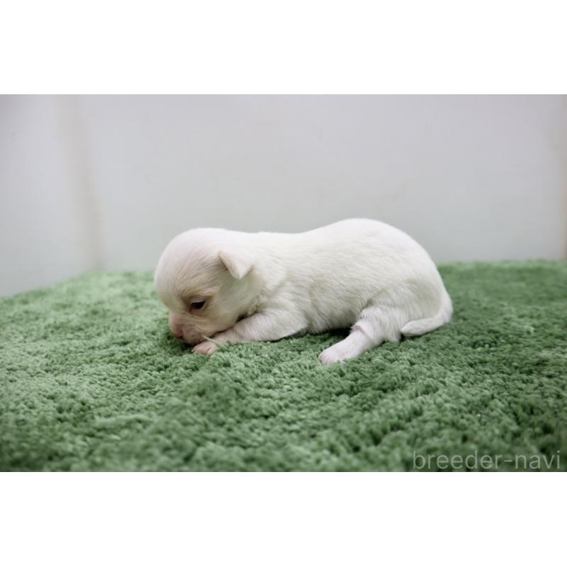 販売中の群馬県のチワワ(スムースコート)-452150の3枚目