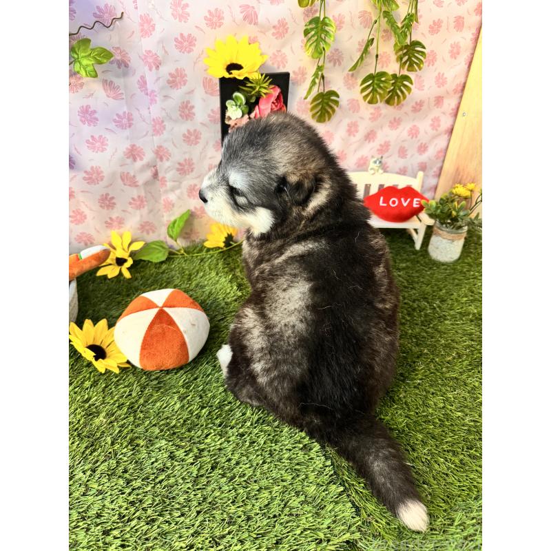 販売中の静岡県のアラスカンマラミュート-452156の3枚目