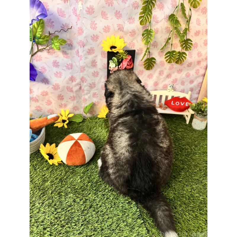 販売中の静岡県のアラスカンマラミュート-452156の2枚目