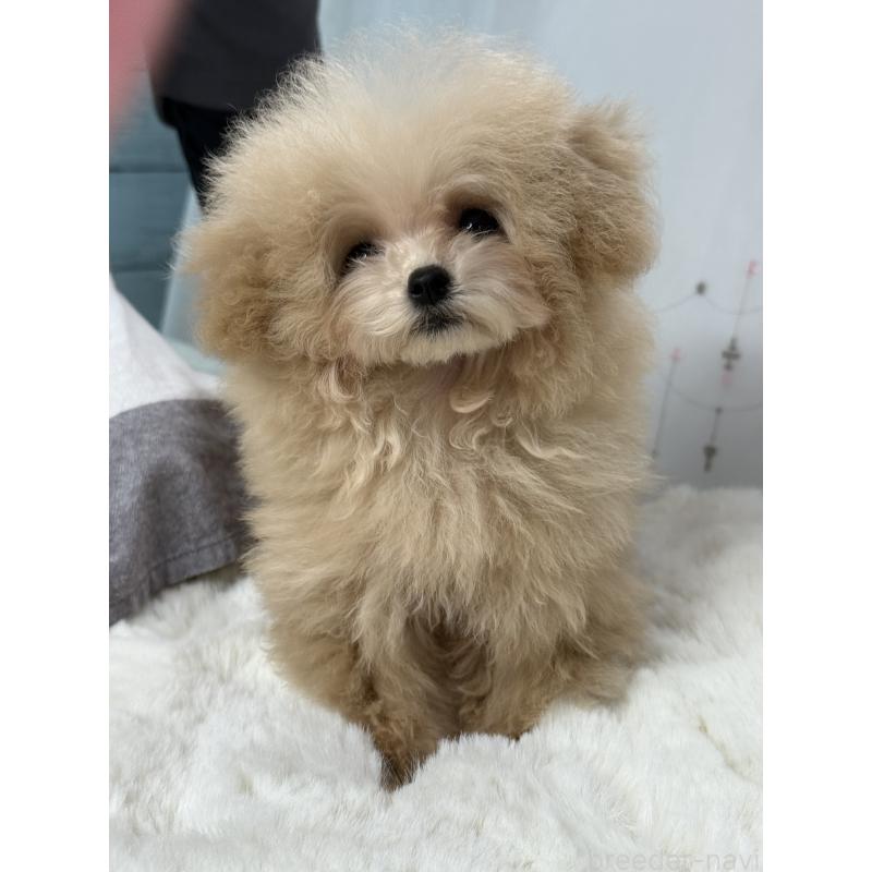 販売中の大阪府のティーカッププードル-444518の3枚目