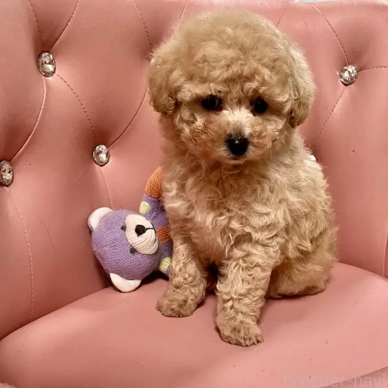 販売中の宮城県のタイニープードル-452151の5枚目