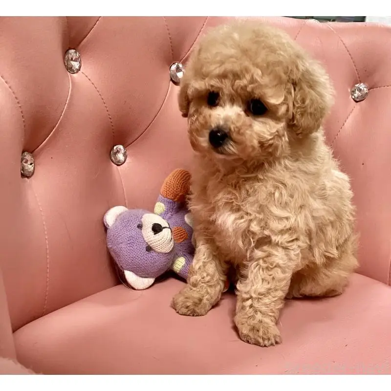 販売中の宮城県のタイニープードル-452151の4枚目