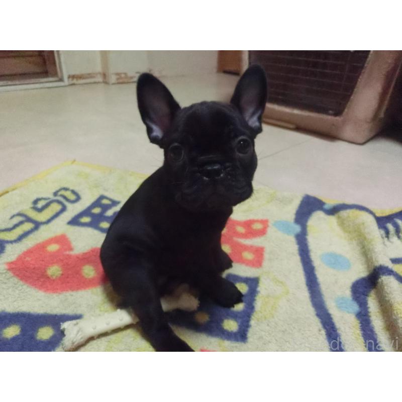 販売中の兵庫県のフレンチブルドッグ-447055の3枚目