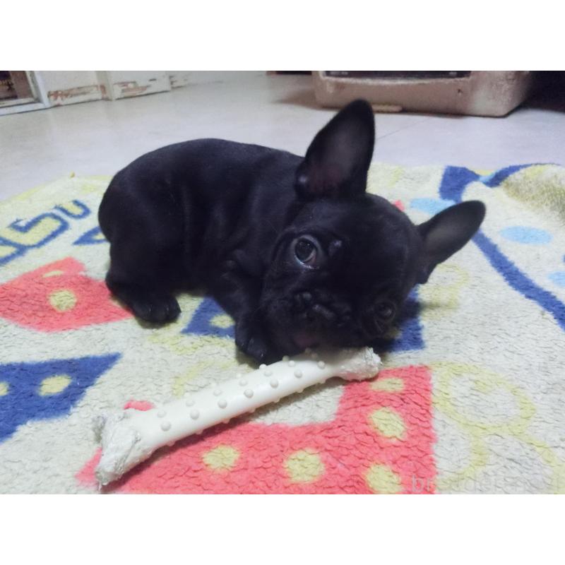販売中の兵庫県のフレンチブルドッグ-447055の2枚目