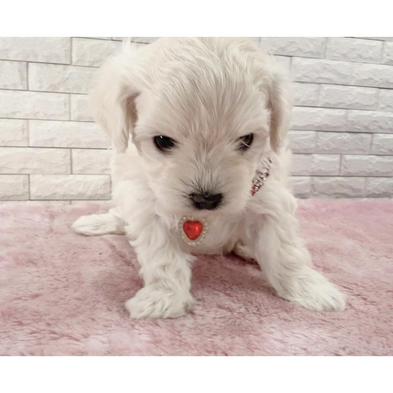 販売中の奈良県のチワプー:チワワ×トイプードル-452153の15枚目