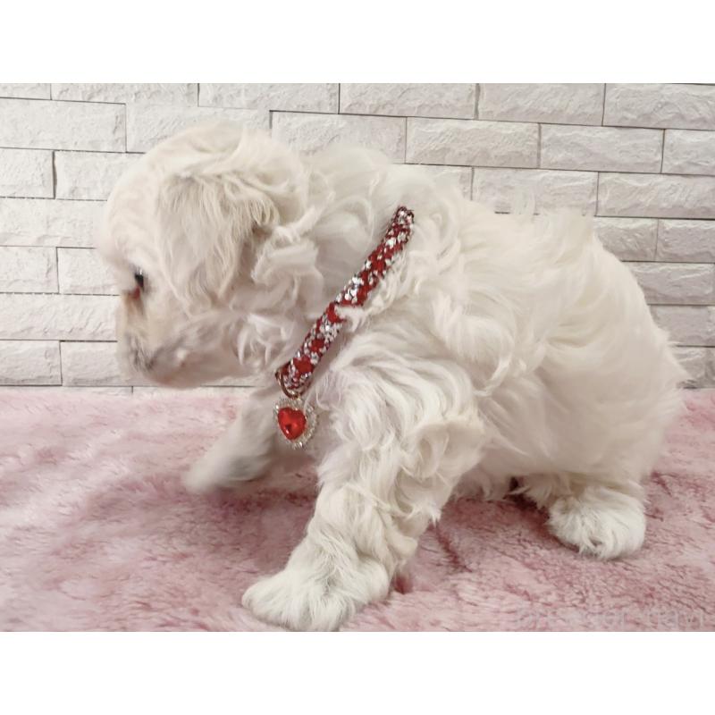 販売中の奈良県のチワプー:チワワ×トイプードル-452153の14枚目