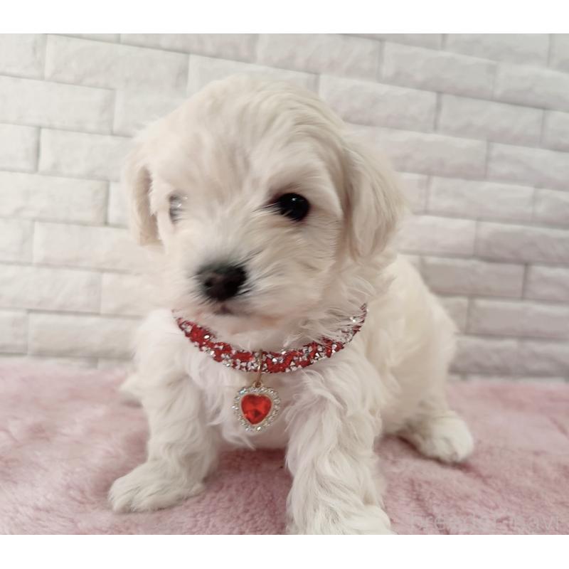 販売中の奈良県のチワプー:チワワ×トイプードル-452153の12枚目