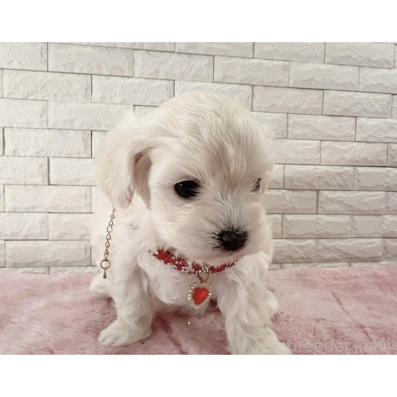 販売中の奈良県のチワプー:チワワ×トイプードル-452153の11枚目