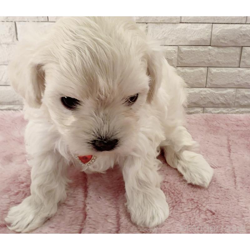 販売中の奈良県のチワプー:チワワ×トイプードル-452153の10枚目