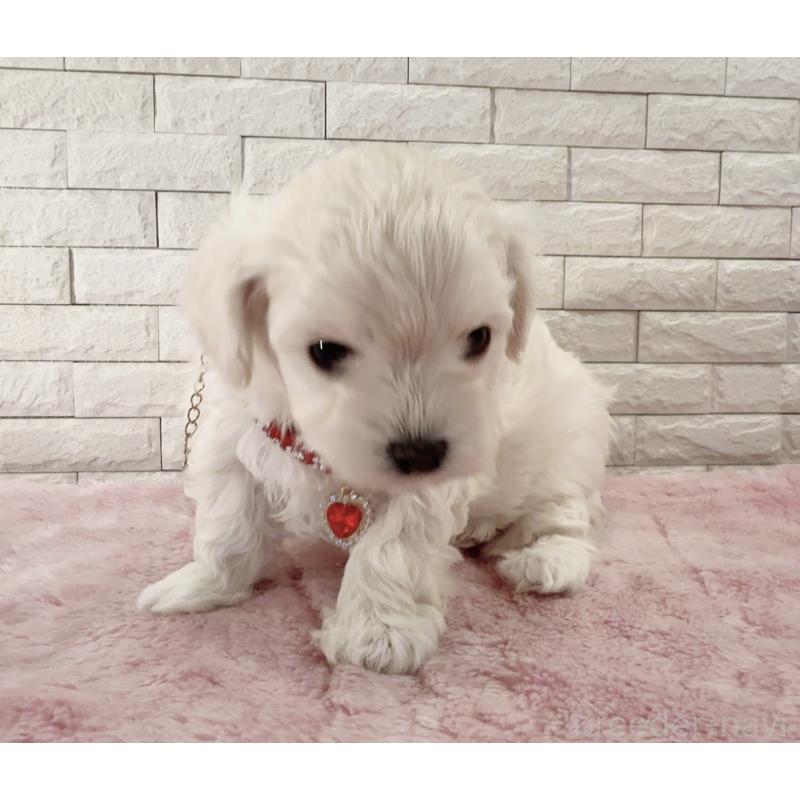 販売中の奈良県のチワプー:チワワ×トイプードル-452153の9枚目