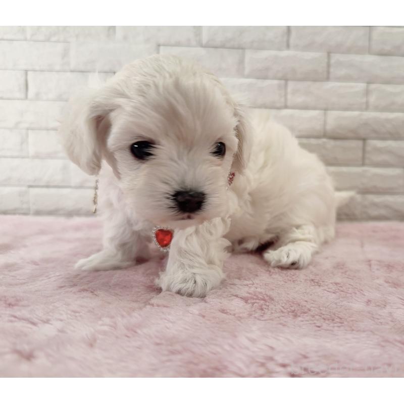 販売中の奈良県のチワプー:チワワ×トイプードル-452153の8枚目