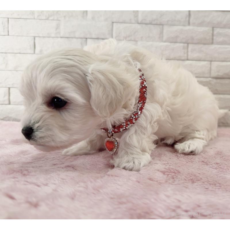 販売中の奈良県のチワプー:チワワ×トイプードル-452153の7枚目