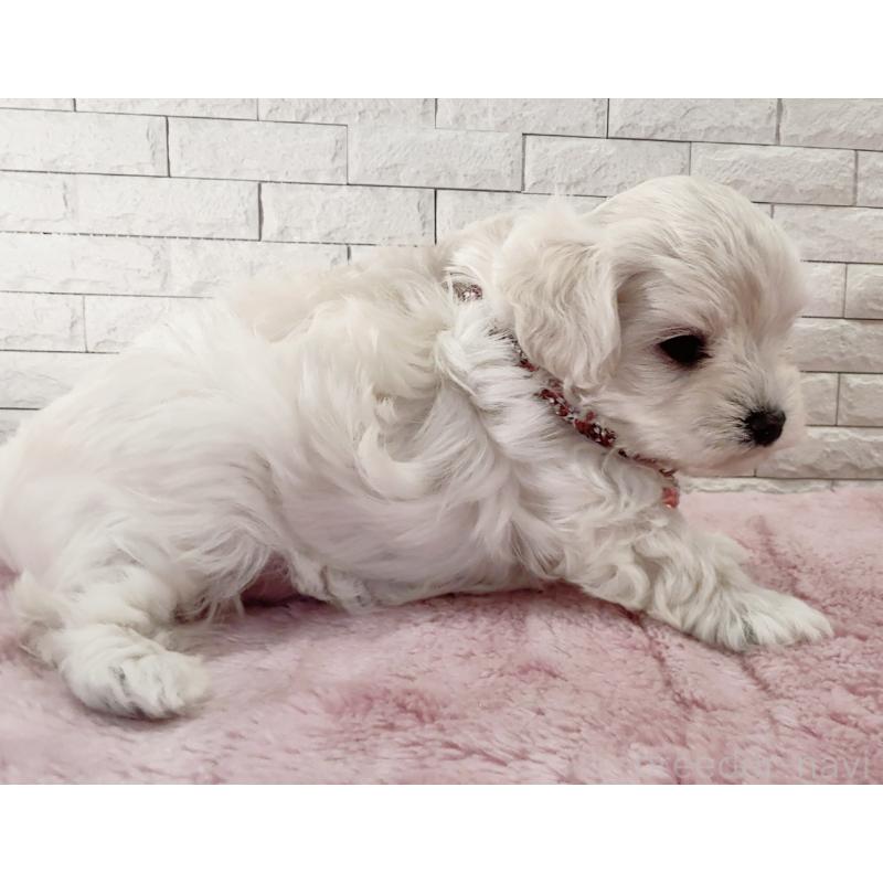 販売中の奈良県のチワプー:チワワ×トイプードル-452153の5枚目