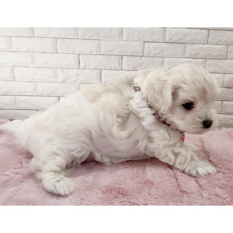 販売中の奈良県のチワプー:チワワ×トイプードル-452153の4枚目