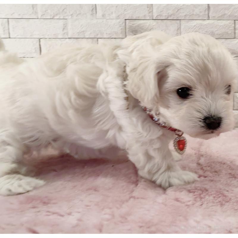 販売中の奈良県のチワプー:チワワ×トイプードル-452153の3枚目