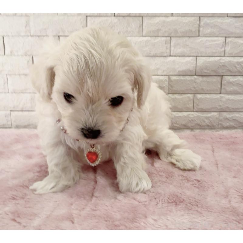 販売中の奈良県のチワプー:チワワ×トイプードル-452153の2枚目