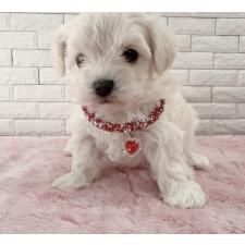 ♀︎チワプー:チワワ×トイプードル