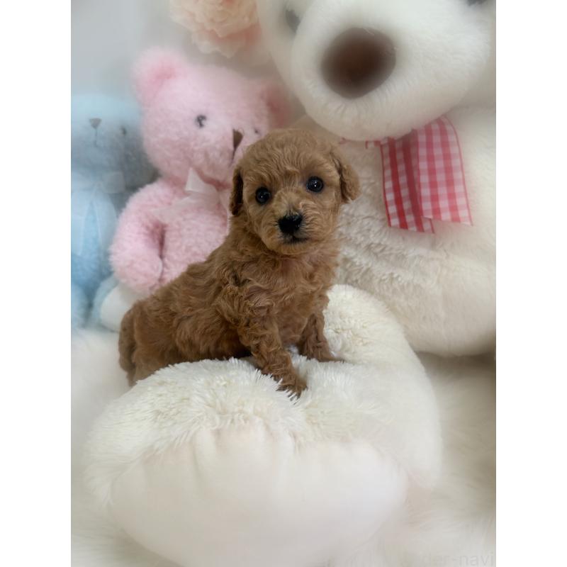 販売中の香川県のトイプードル-452155の5枚目