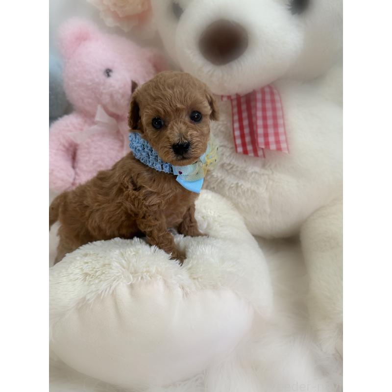 販売中の香川県のトイプードル-452155の4枚目