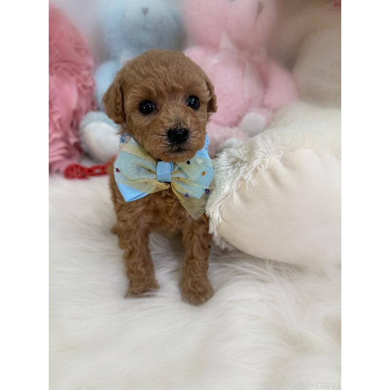 販売中の香川県のトイプードル-452155の3枚目