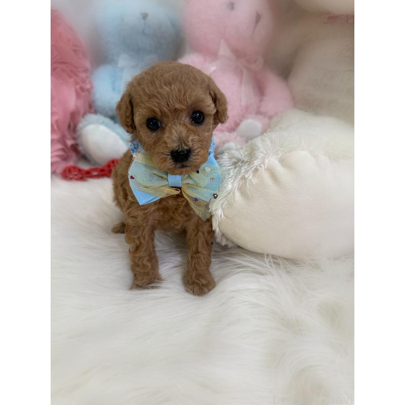 販売中の香川県のトイプードル-452155の2枚目