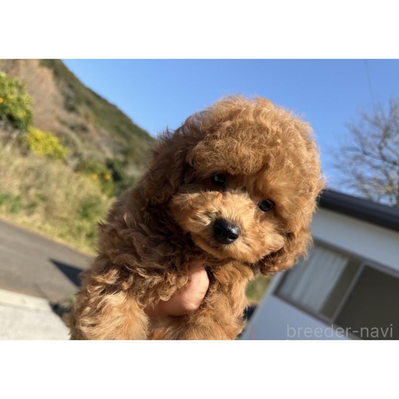 販売中の長崎県のトイプードル-446462の6枚目