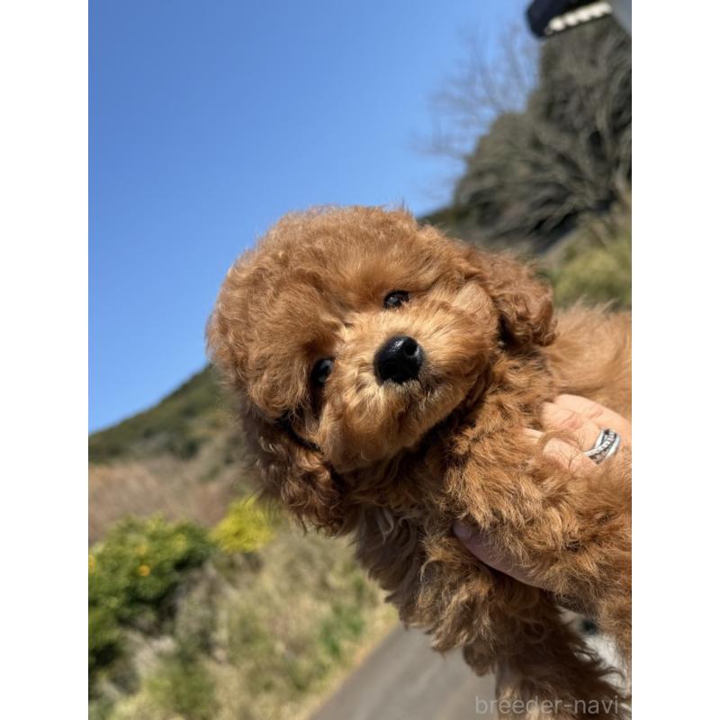 販売中の長崎県のトイプードル-446462の5枚目