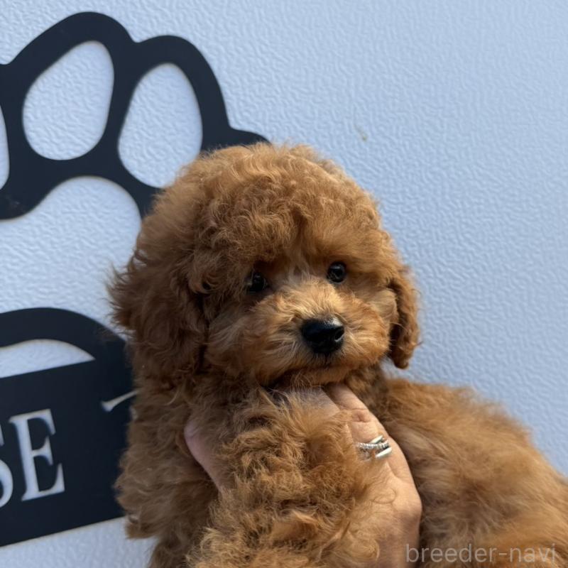 販売中の長崎県のトイプードル-446462の4枚目