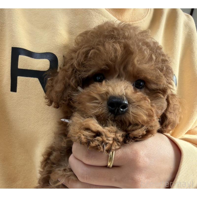 販売中の長崎県のトイプードル-446462の3枚目