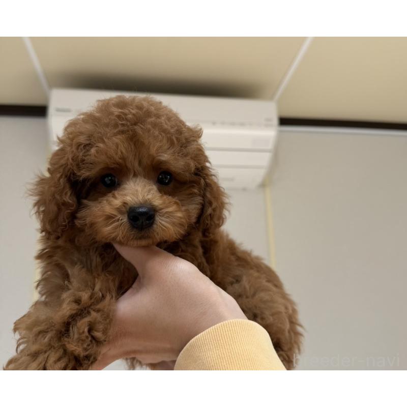 販売中の長崎県のトイプードル-446462の2枚目