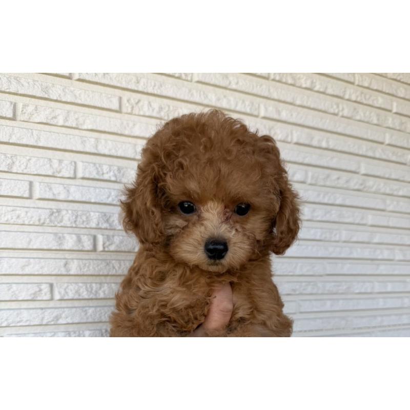 販売中の長崎県のトイプードル-446461の5枚目