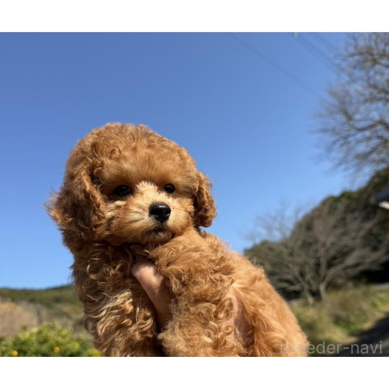 販売中の長崎県のトイプードル-446461の4枚目