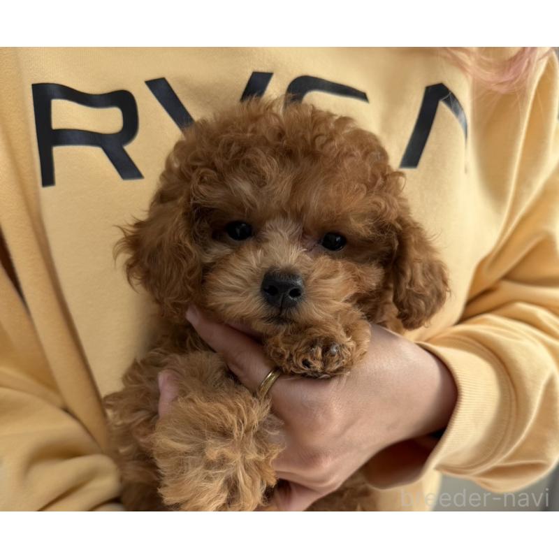 販売中の長崎県のトイプードル-446461の3枚目