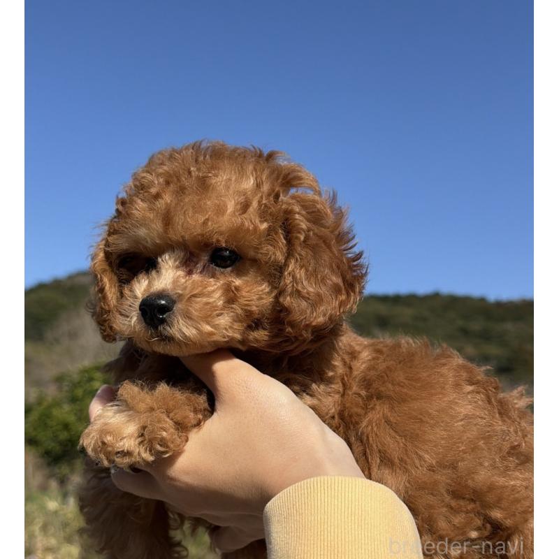 販売中の長崎県のトイプードル-446461の2枚目