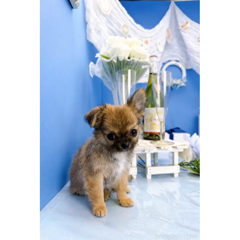 販売中の福岡県のチワワ(ロングコート)-452157の8枚目