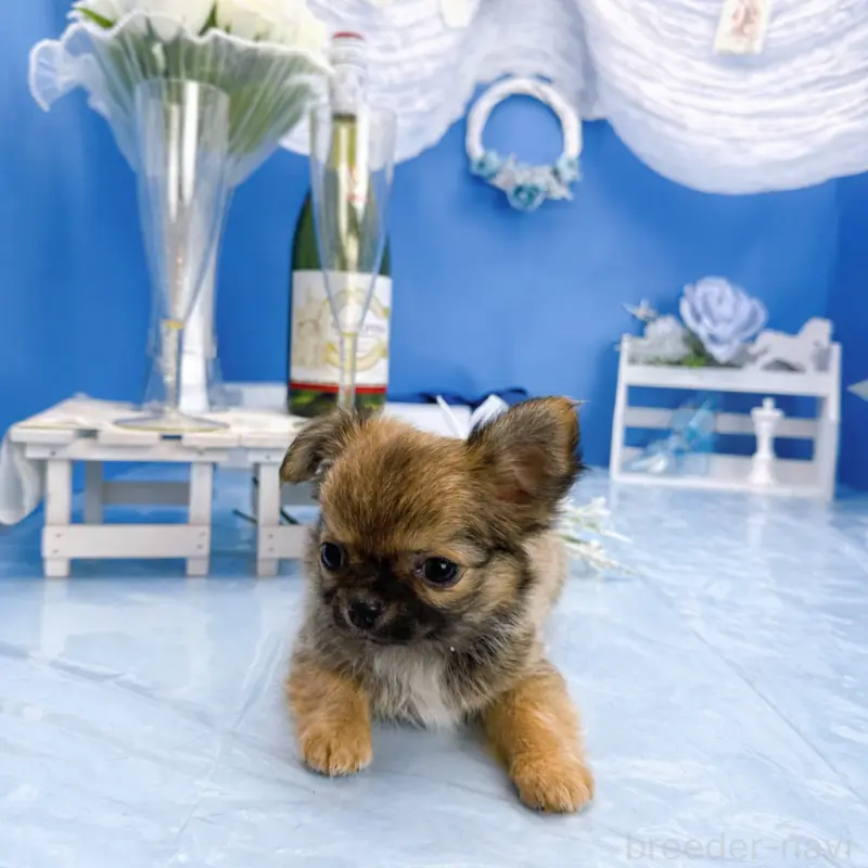 販売中の福岡県のチワワ(ロングコート)-452157の7枚目