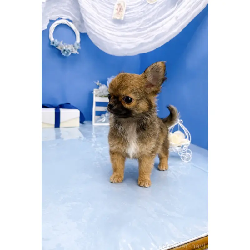 販売中の福岡県のチワワ(ロングコート)-452157の6枚目