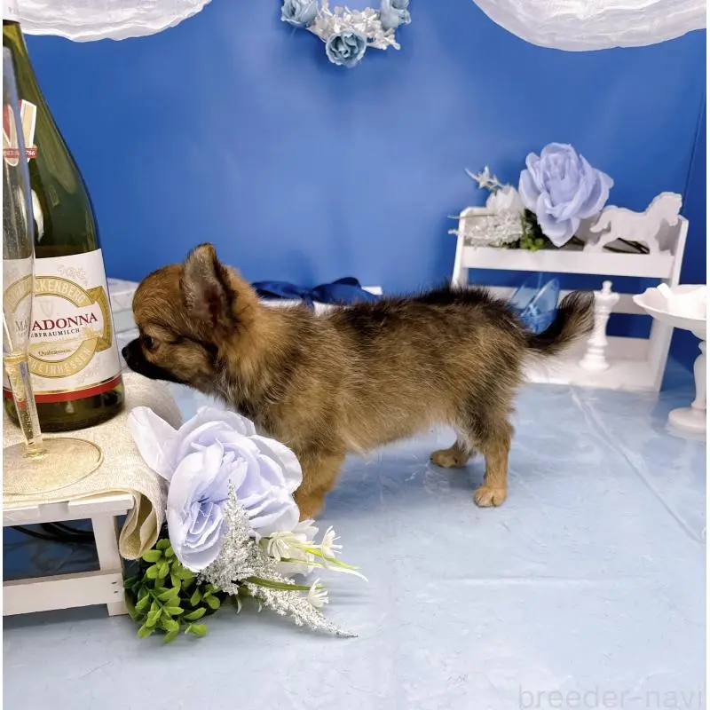 販売中の福岡県のチワワ(ロングコート)-452157の4枚目