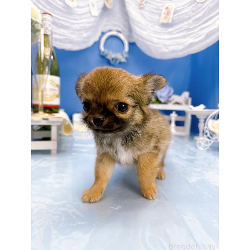 販売中の福岡県のチワワ(ロングコート)-452157の3枚目